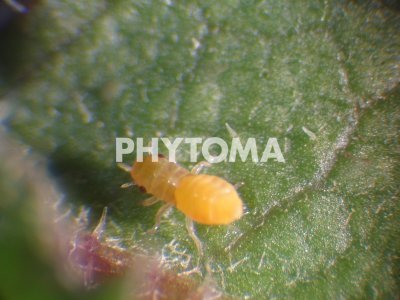 Xylella fastidiosa